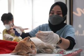 Pemkot Jaktim mensterilkan ratusan kucing liar di Pasar Jatinegara