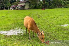 Natuna siap pasok sapi kurban ke daerah lain