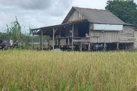 Bulog serap 500,802 ton gabah kering petani Bangka Selatan