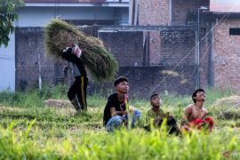Bulog Sumbar sarankan tanam serentak untuk jaga stabilitas harga gabah