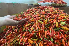 Harga Pangan : Cabai rawit Rp74.167/kg, telur ayam Rp29.276/kg