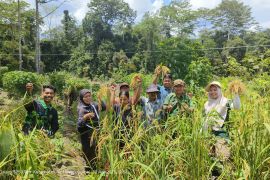 Kelompok Tani Suku Anak Dalam tumbuhkan harapan kemandirian pangan