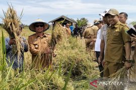 Bupati Sukamara berkomitmen terus kembangkan pertanian