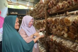 Semen Padang dukung sekolah perempuan Baringin, Budidaya Jamur Tiram