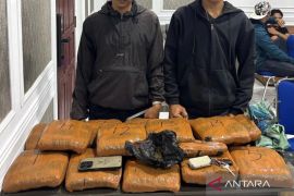 Satnarkoba Polresta Bukittinggi ringkus dua pemuda bawa ganja dari Sumut untuk diedarkan