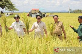 Pemkab Koltim optimis di 2025 petani panen padi tiga kali setahun