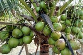 DJKI Kemenkum bersinergi percepat kelapa Bido Morotai jadi indikasi geografis