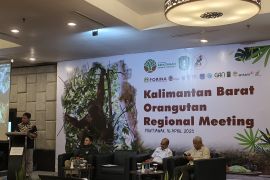 BKSDA gelar FGD orang utan Kalbar upaya memperkuat strategi konservasi