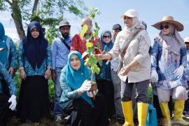 Tanam murbei, Dekranasda dorong pengembangan industri sutera lokal Aceh