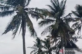 BPBD imbau waspada potensi hujan disertai petir di Mukomuko