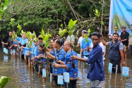 Pemkab Mabar dan Telkom Indonesia tanam anakan mangrove