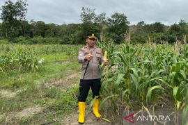 Kapolres Balangan tinjau progres ketahanan pangan di Kecamatan Parsel