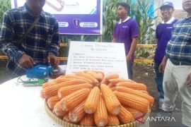 Produksi jagung capai 66.678 ton selama tiga bulan di Pasaman Barat