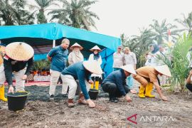 Budidaya padi di areal PSR, PTPN IV PalmCo perkuat ketahanan pangan di Kampar