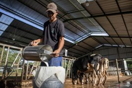 MBG di Cimahi serap produksi sapi perah lokal hampir 150 liter dalam sehari