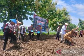 Pemkab Sampang tanam jagung dan padi di 51 hektare lahan tidur