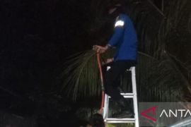 Tim Damkar Bangka evakuasi sarang tawon di lingkungan warga