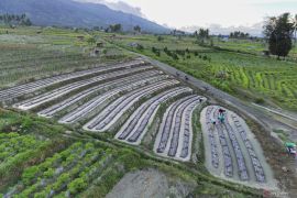 Dual  track kebijakan demi terwujudnya swasembada pangan