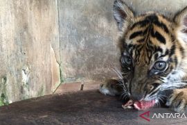 Banun Kinantan, bayi Harimau Sumatra penghuni baru TMSBK Bukittinggi