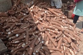 Permintaan singkong di Lebak meningkat