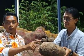 Bupati Sidrap bertekad galakkan budidaya Porang jadi komuditi ekspor