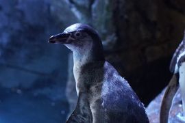 Jakarta Aquarium & Safari umumkan kelahiran dua bayi pinguin baru