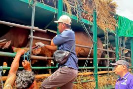 Dua sapi mati terinjak saat pengangkutan ke Jabodetabek
