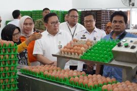 Kementan perkuat serapan-stabilisasi harga telur