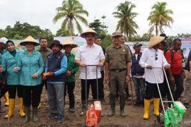 Pemprov Maluku tanam 12 hektare padi gogo di  Seram Barat