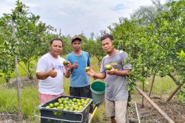 Di Kabupaten Sambas sudah 67 desa terapkan teknologi Moraga untuk tingkatkan produktivitas jeruk
