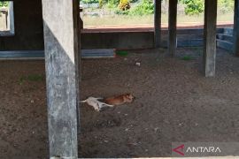 Mukomuko sarankan warga sterilisasi anjing guna kendalikan populasi