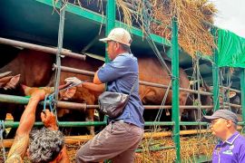 Dua ekor sapi mati terinjak saat pengangkutan dari Bima ke Jabodetabek