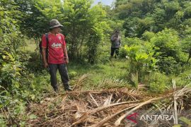 BPBD Aceh Barat kerahkan tim WRU atasi gangguan gajah