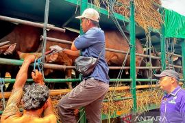 Gubernur NTB kerahkan tiga dinas atasi antrean sapi di Pelabuhan Gili Mas
