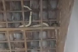 Damkarmat Lamsel evakuasi ular sanca ukuran tiga meter dari atap rumah warga