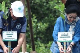 Pramono dan Megawati tanam mangrove di Jakarta Utara
