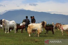 FOTO - Kontes domba dan kambing HUT TNI AU di Aceh
