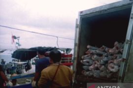 BRIDA sebut potensi pangan lokal Biak menjadi penyedia lauk program MBG