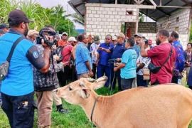 Pemkab serahkan bantuan ternak sapi berdayakan ekonomi lokal Jayapura