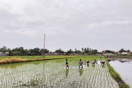 Pemprov NTB klasterisasi lahan pertanian sesuai potensi desa