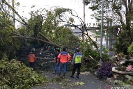 BPBD OKU Selatan evakuasi pohon tumbang di ruas jalan utama
