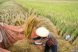 Dispertan Tulungagung petakan sebaran hama padi di 150 hektare sawah