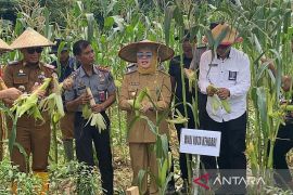 Lapas dan Pemkot Kendari panen jagung untuk tekan inflasi di Kendari