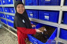 Sudin LH Jaksel masifkan budi daya manggot bersama Laskaru Jagakarsa