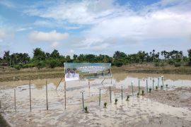 Mencetak dan merawat sawah sebagai investasi masa depan