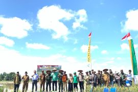 Pemkab Batanghari lakukan tanam padi serentak se-Provinsi Jambi