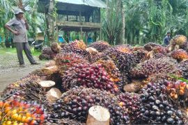 Hasil melimpah, petani di Abdya bagikan kiat sukses pengelolaan kelapa sawit