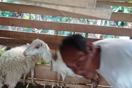 Jelang Idul Adha, Pemkab Lebak Banten awasi kesehatan hewan kurban