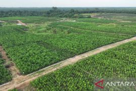 PTPN Riau siapkan 800 ribu bibit unggul untuk PSR