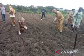 Pemkab Bangka Barat dorong BUMDes kembangkan kebun jagung
